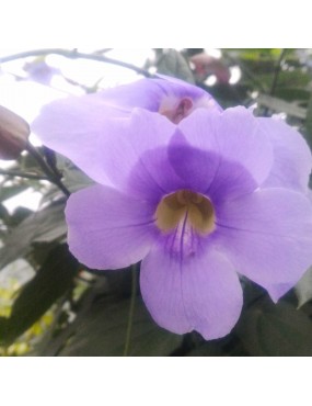 THUNBERGIA GRANDIFLORA