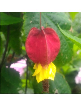 ABUTILON MEGAPOTAMICUM