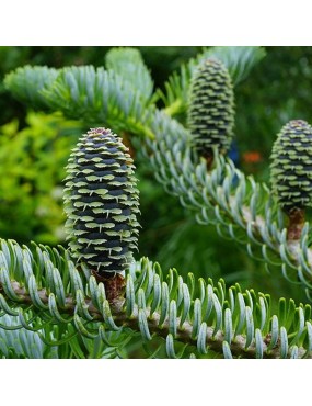 ABIES KOREANA SILBERLOCKE