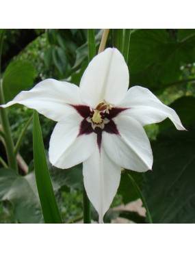 ACIDANTHERA BICOLOR MURIELAE