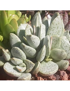 ADROMISCHUS ALSTONII