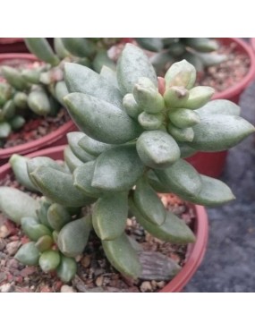 ADROMISCHUS CLAVIFOLIUS