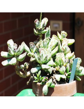 ADROMISCHUS COOPERI