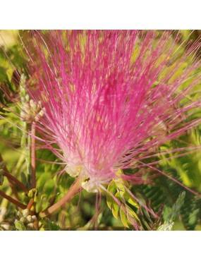 ALBIZIA JULIBRISSIN ROSEA