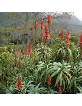 ALOE ARBORESCENS