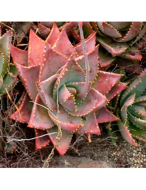 ALOE MITRIFORMIS