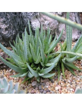 ALOE WALMSLEY'S BLUE