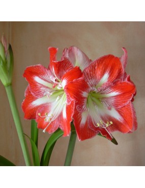 AMARYLLIS