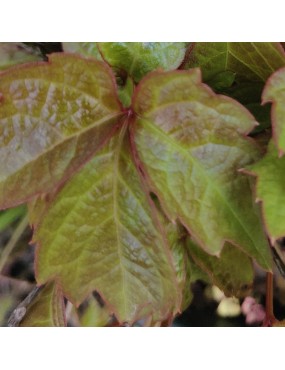 AMPELOPSIS TRICUSPIDATA...