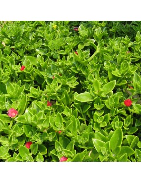 APTENIA CORDIFOLIA RED