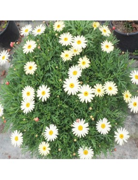 ARGYRANTHEMUM FRUTESCENS