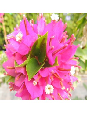 BOUGAINVILLEA MINI THAI