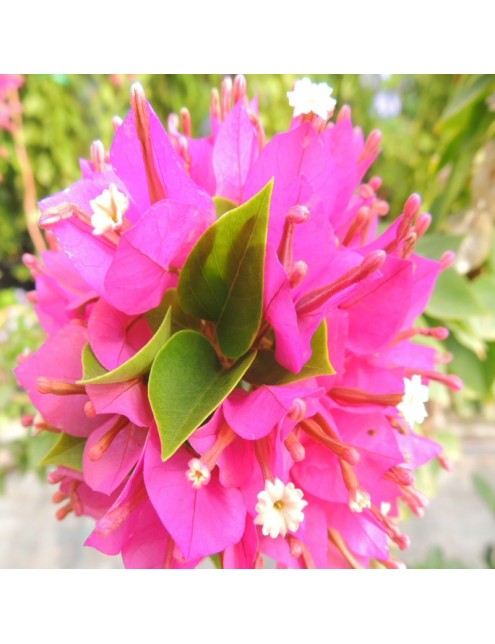 BOUGAINVILLEA MINI THAI in vaso da 18 cm. E' una pianta da esterno