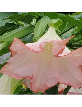 BRUGMANSIA