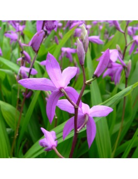 BLETILLA STRIATA