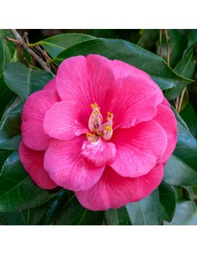 CAMELLIA JAPONICA