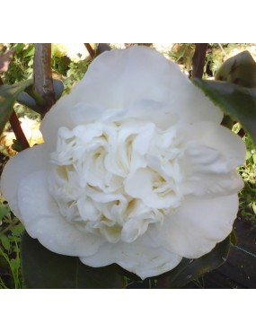 CAMELLIA JAPONICA NOBILISSIMA