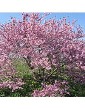 CERCIS SILIQUASTRUM CARNEA