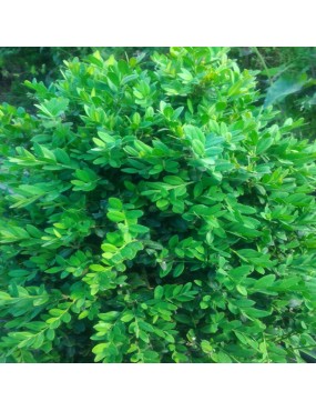 BUXUS SEMPERVIRENS