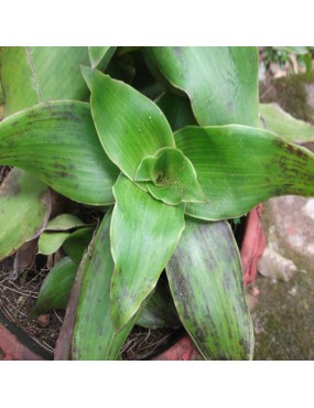 CALLISIA FRAGRANS