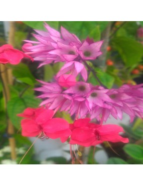 CLERODENDRUM SPECIOSUM...