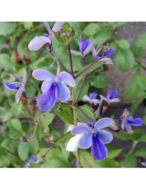 CLERODENDRUM UGANDENSE