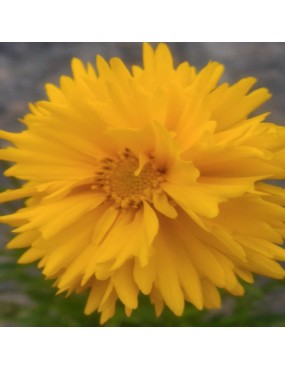 COREOPSIS GRANDIFLORA