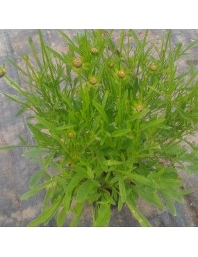 COREOPSIS GRANDIFLORA EARLY...