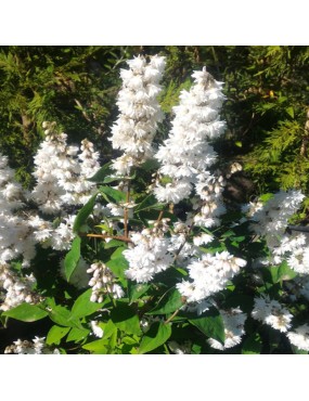 DEUTZIA SCABRA WHITE