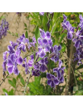 DURANTA REPENS