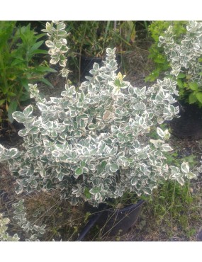 EUONYMUS FORTUNEI EMERALD...