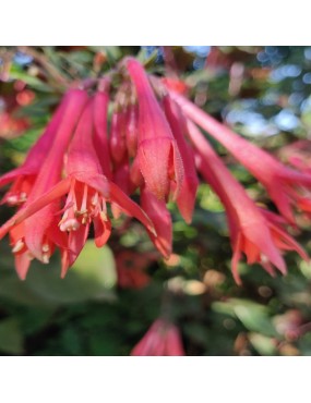 FUCHSIA KORALLE FULGEN