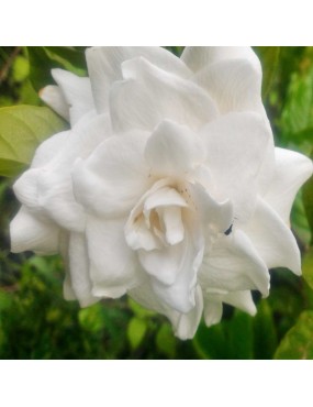 GARDENIA JASMINOIDES