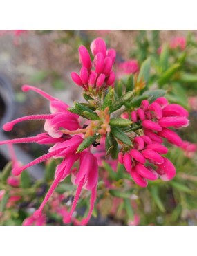 GREVILLEA JUNIPERINA