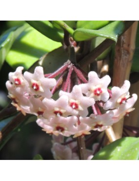 HOYA CARNOSA (FIORI DI CERA)