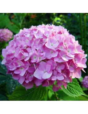 HYDRANGEA HORTENSIS