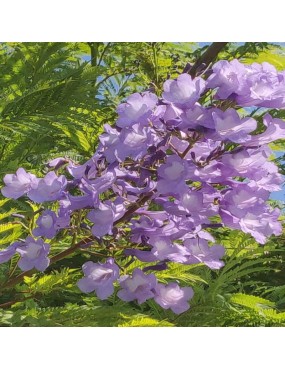 JACARANDA MIMOSIFOLIA