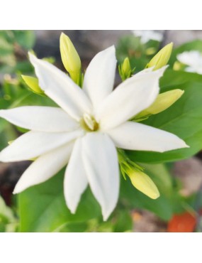 JASMINUM SAMBAC