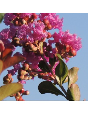 LAGERSTROEMIA INDICA