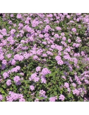 LANTANA SELLOWIANA