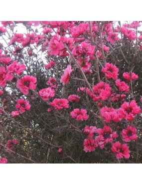 LEPTOSPERMUM SCOPARIUM