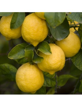 LIMONE (CITRUS LIMON)