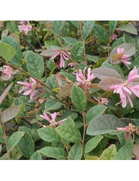 LOROPETALUM CHINENSE FIRE...