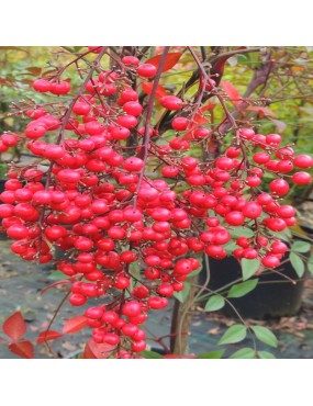 NANDINA DOMESTICA