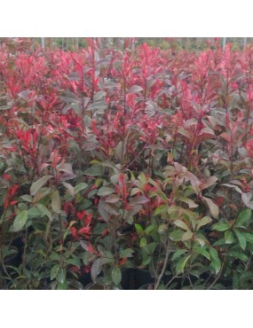 PHOTINIA X FRASERI RED ROBIN