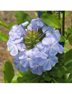 PLUMBAGO AURICULATA...