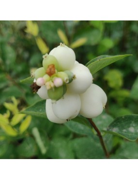 SYMPHORICARPOS ALBUS