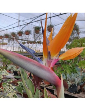 STRELITZIA REGINAE