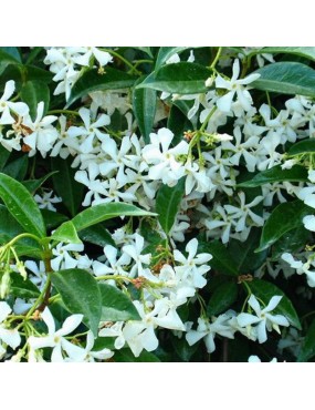 TRACHELOSPERMUM JASMINOIDES