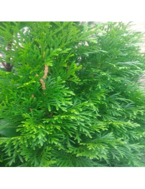 THUJA OCCIDENTALIS SMARAGD